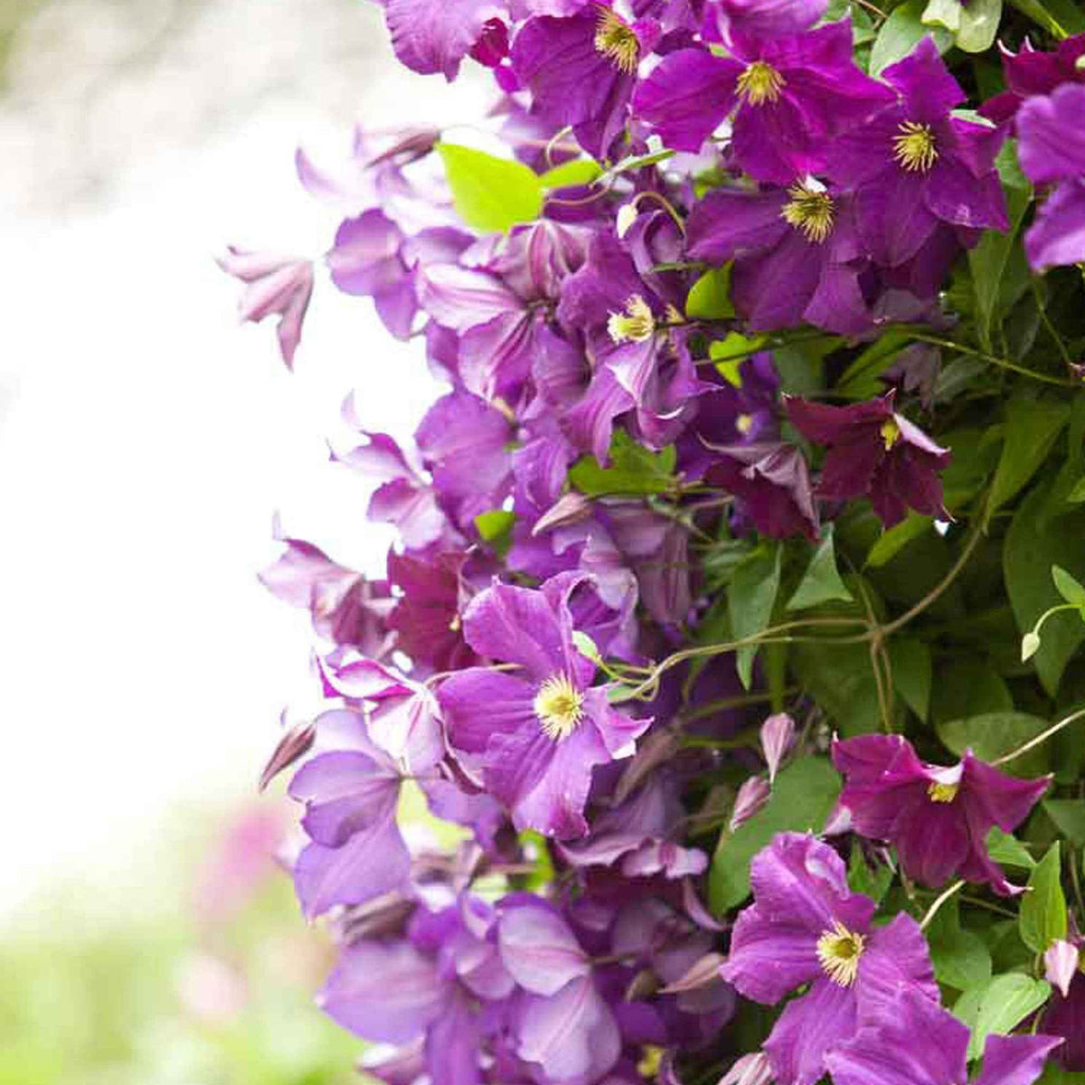 Clématite 'Warszawska Nike' - Clematis Warszawska Nike - Bakker
