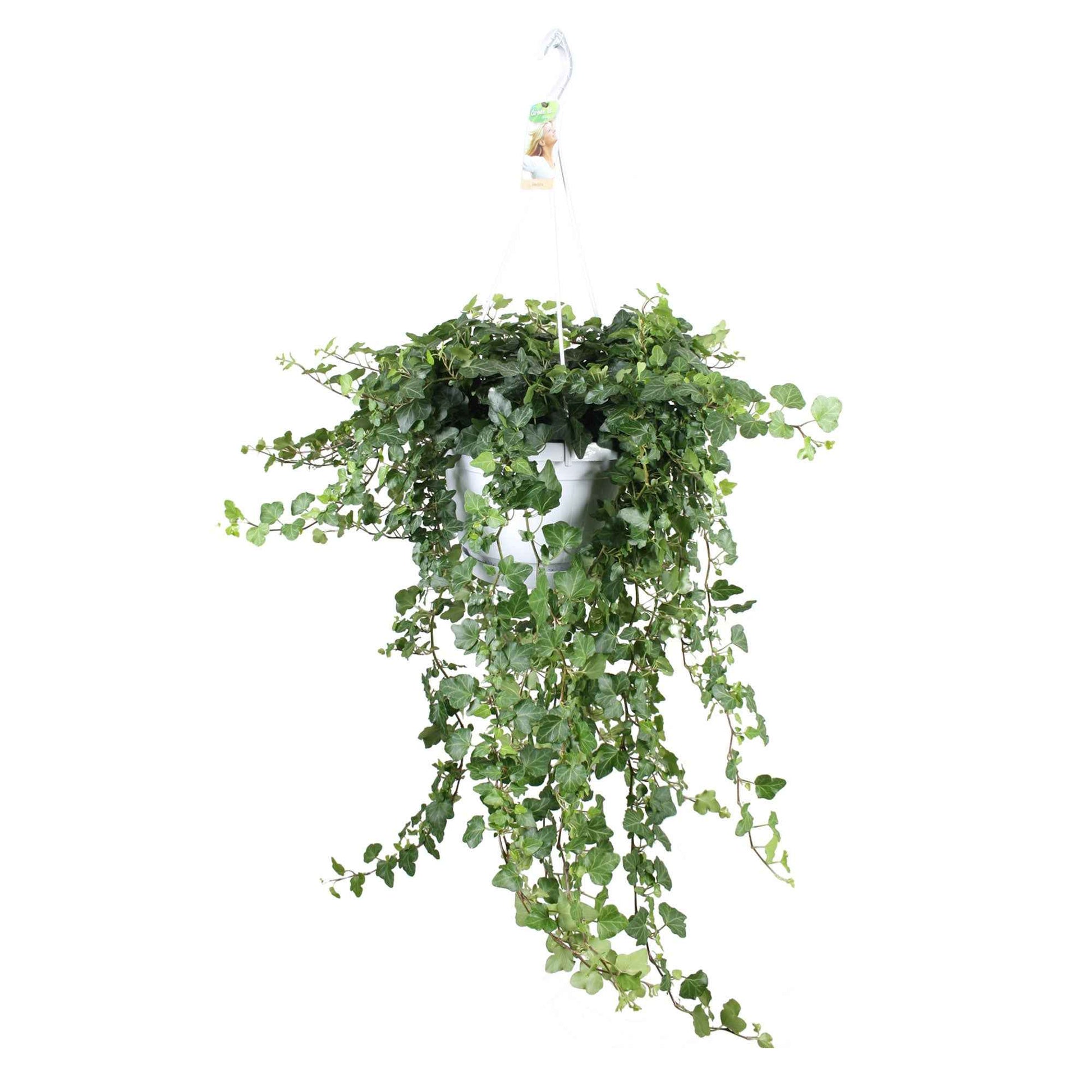 Lierre grimpant Hedera Wonder - Plante suspendue - 1x plante: hauteur de livraison 80-85 cm, pot de Diamètre 24 cm + 1x pot suspendu: blanc Diamètre 24 x 30 cm - Petites plantes d intérieur - undefined