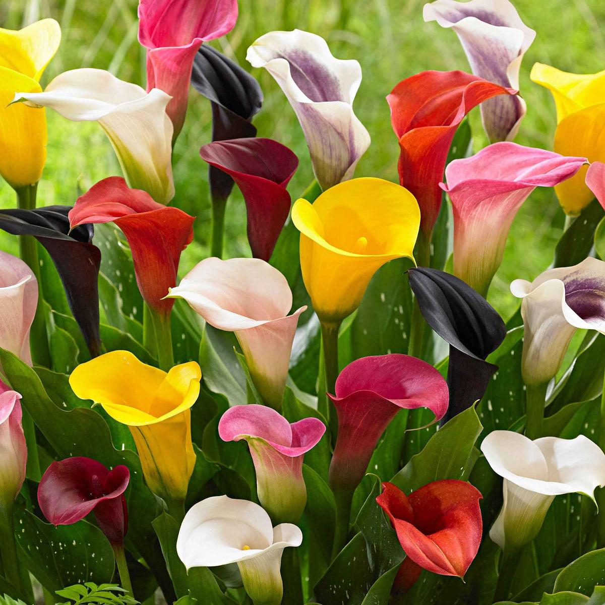 Zantedeschia 'summer time' - 3 Arums en mélange : jaune, rouge, rose - Bulbes d'Arum