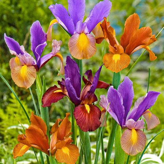 40 Iris de Hollande Tiger en mélange - Bakker