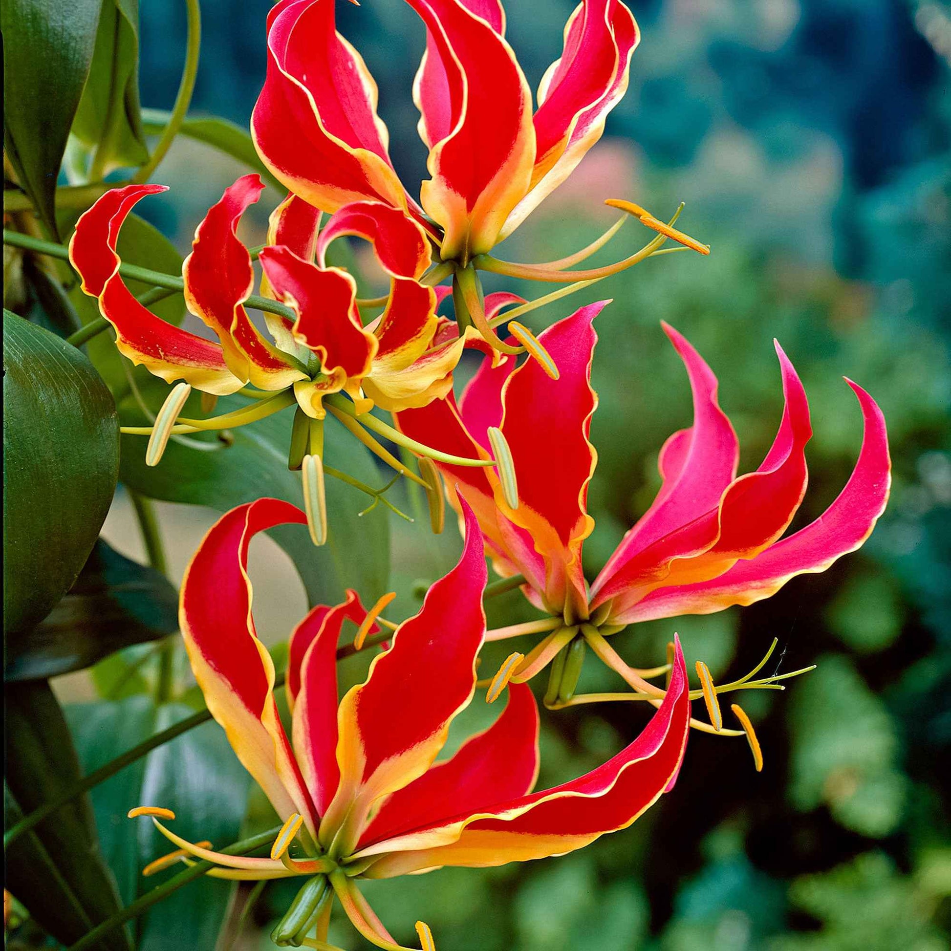 2x Gloriosa 'Rothschildiana' rouge - Bulbes d'été