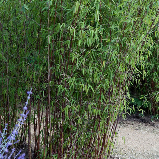 Bambou Fargesia 'Jiuzhaigou' - Arbres et haies