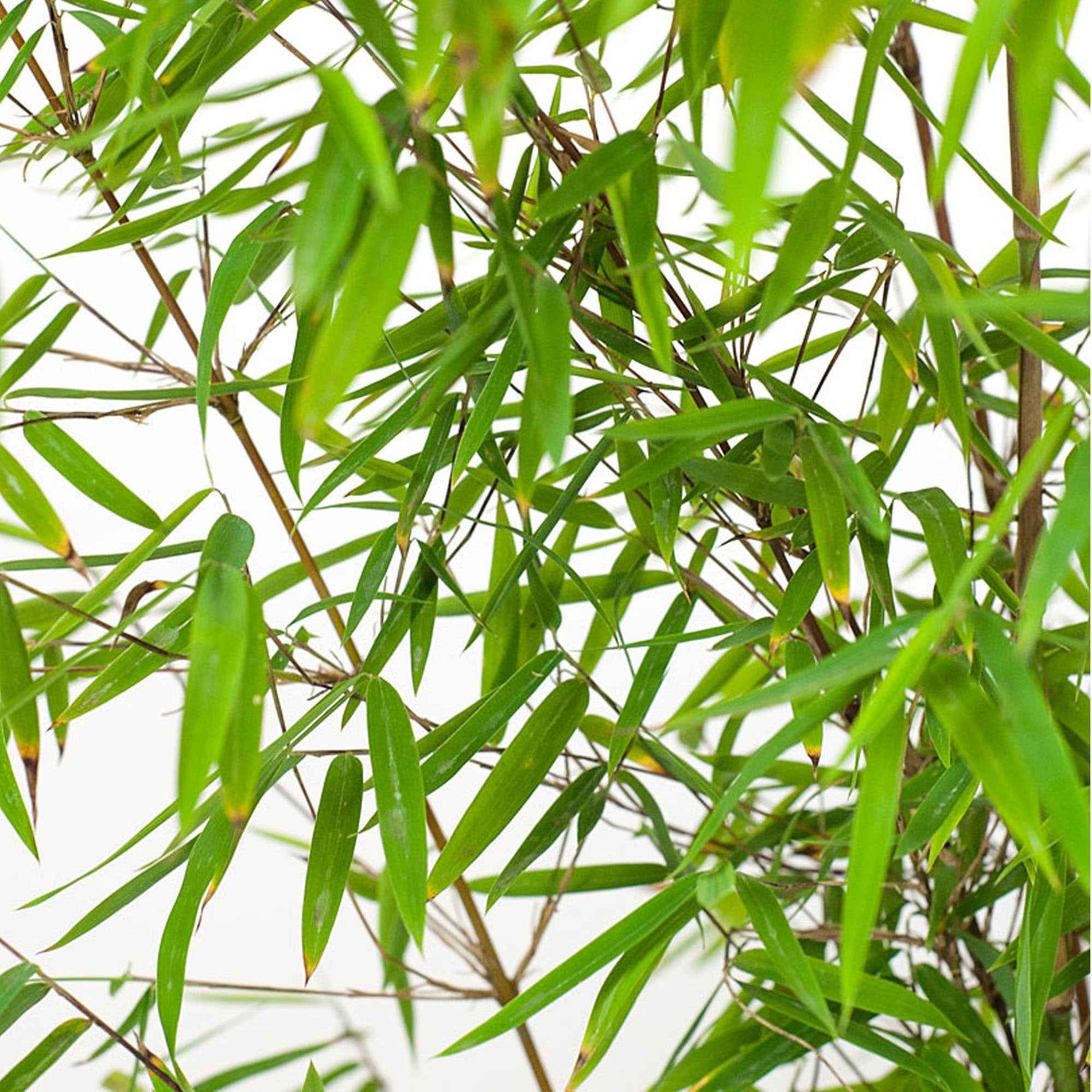 Bambou Fargesia 'Jiuzhaigou' - Bambou non invasif