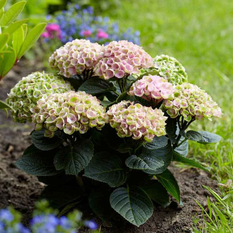 Hortensia 'Revolution Pink' - Hydrangea macrophylla 'revolution pink' - Bakker