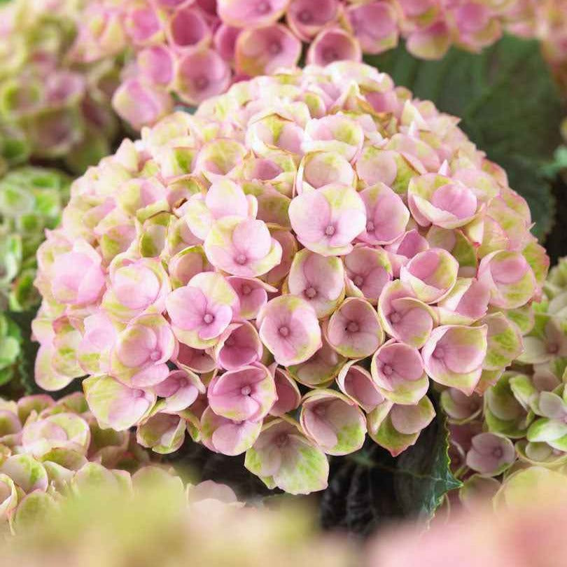 Hortensia Hydrangea 'Revolution Pink' Rose-Vert - Plantes d'extérieur