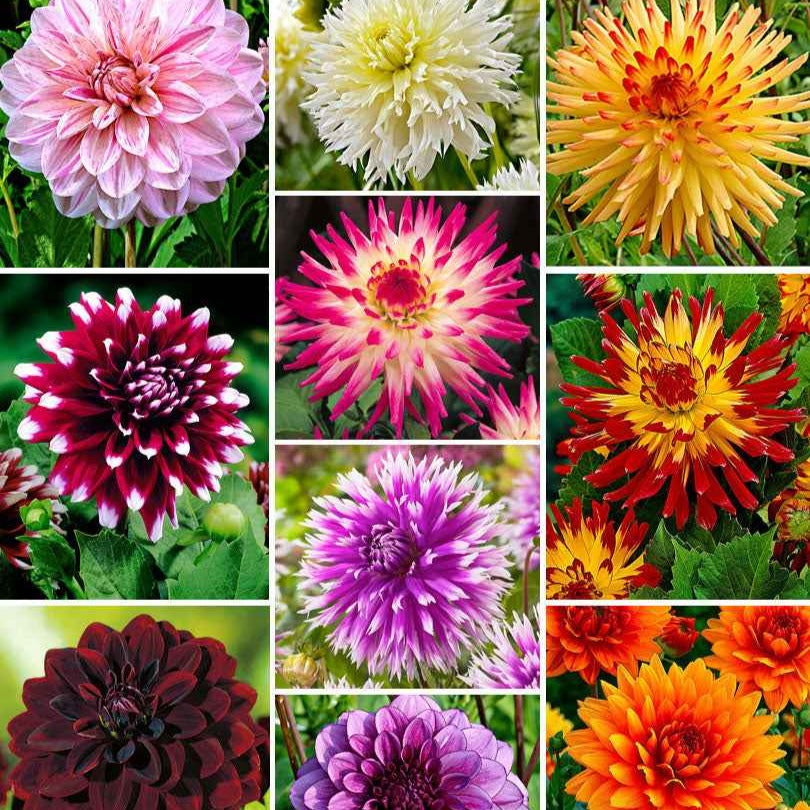 10 Dahlias The Ten en mélange - Bakker