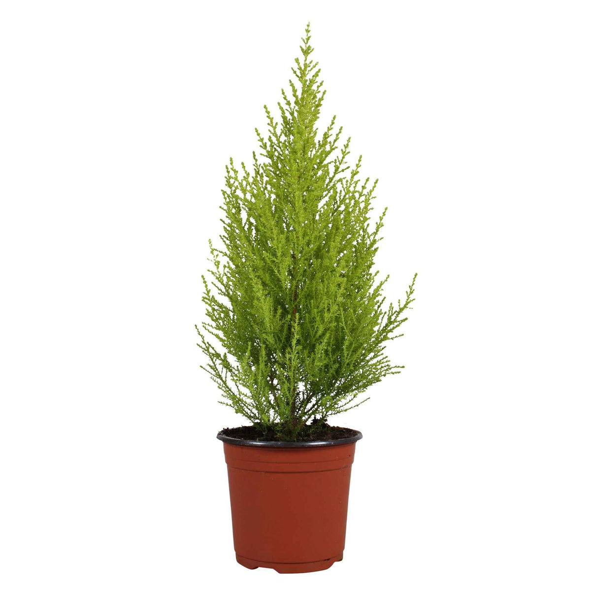 Plantes vertes d'intérieur - Chambre Cupressus  'Goldcrest Wilma' - Cupressus macrocarpa Goldcrest Wilma