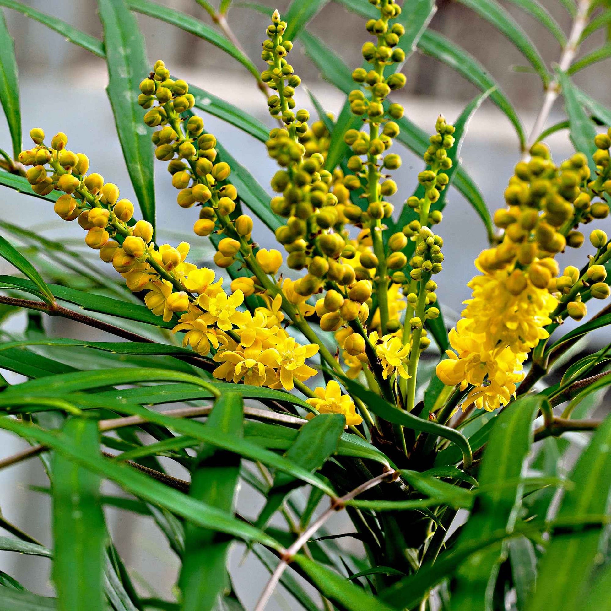 Mahonia chinois Mahonia 'Soft Caress' jaune - Caractéristiques des plantes