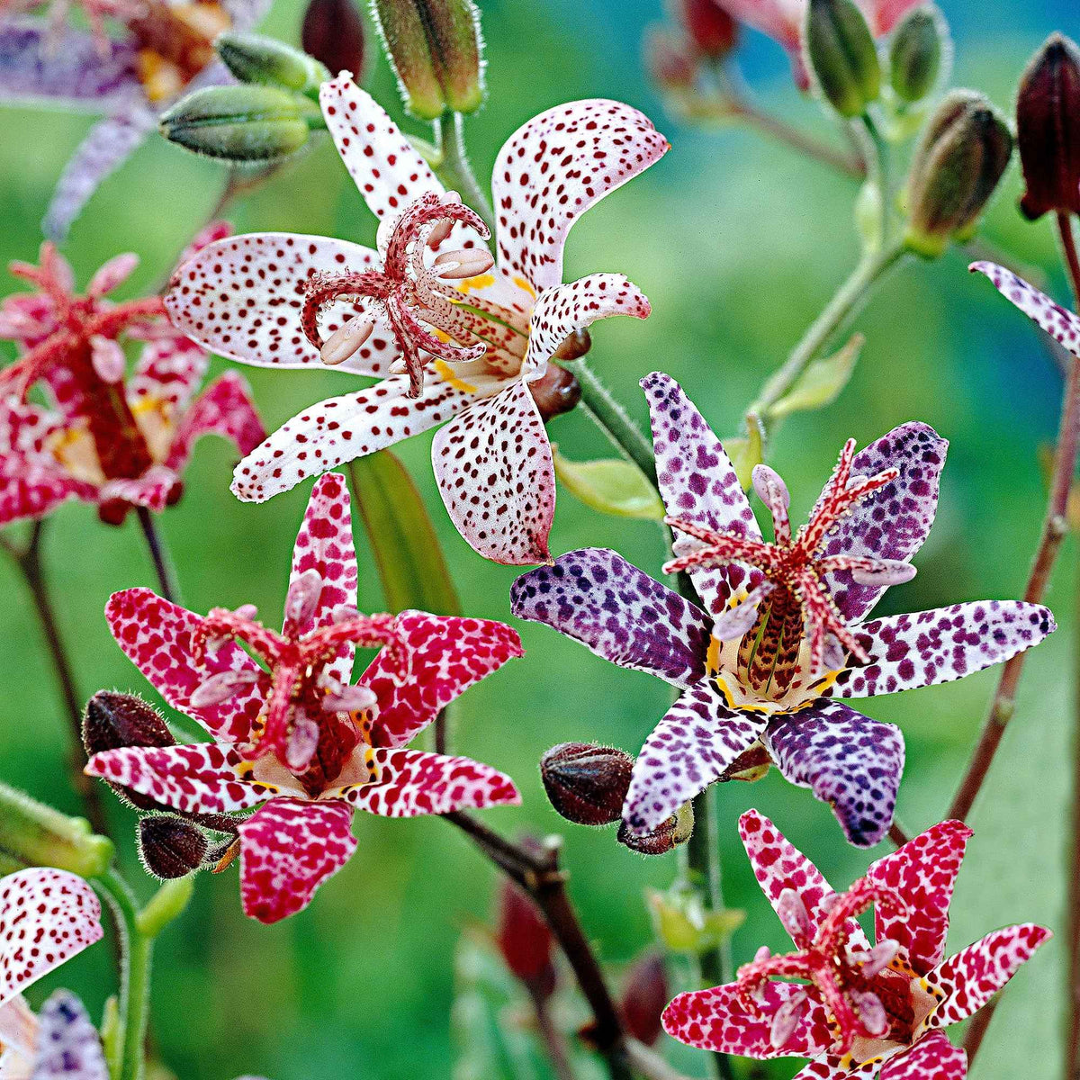 5 Tricyrtis en mélange - Bakker