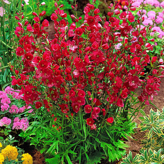 5x Sidalcée  Sidalcea 'Party girl' rouge - Plants à racines nues - Caractéristiques des plantes