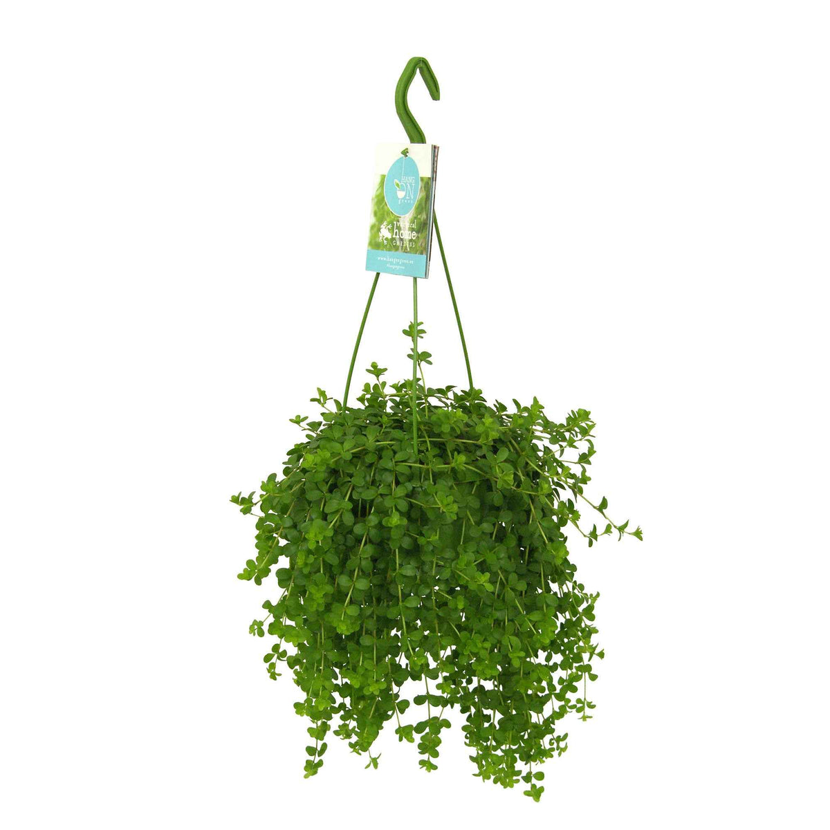 Peperomia isabelle - Peperomia 'Isabelle'  - Plante suspendue - Plantes grasses d'intérieur