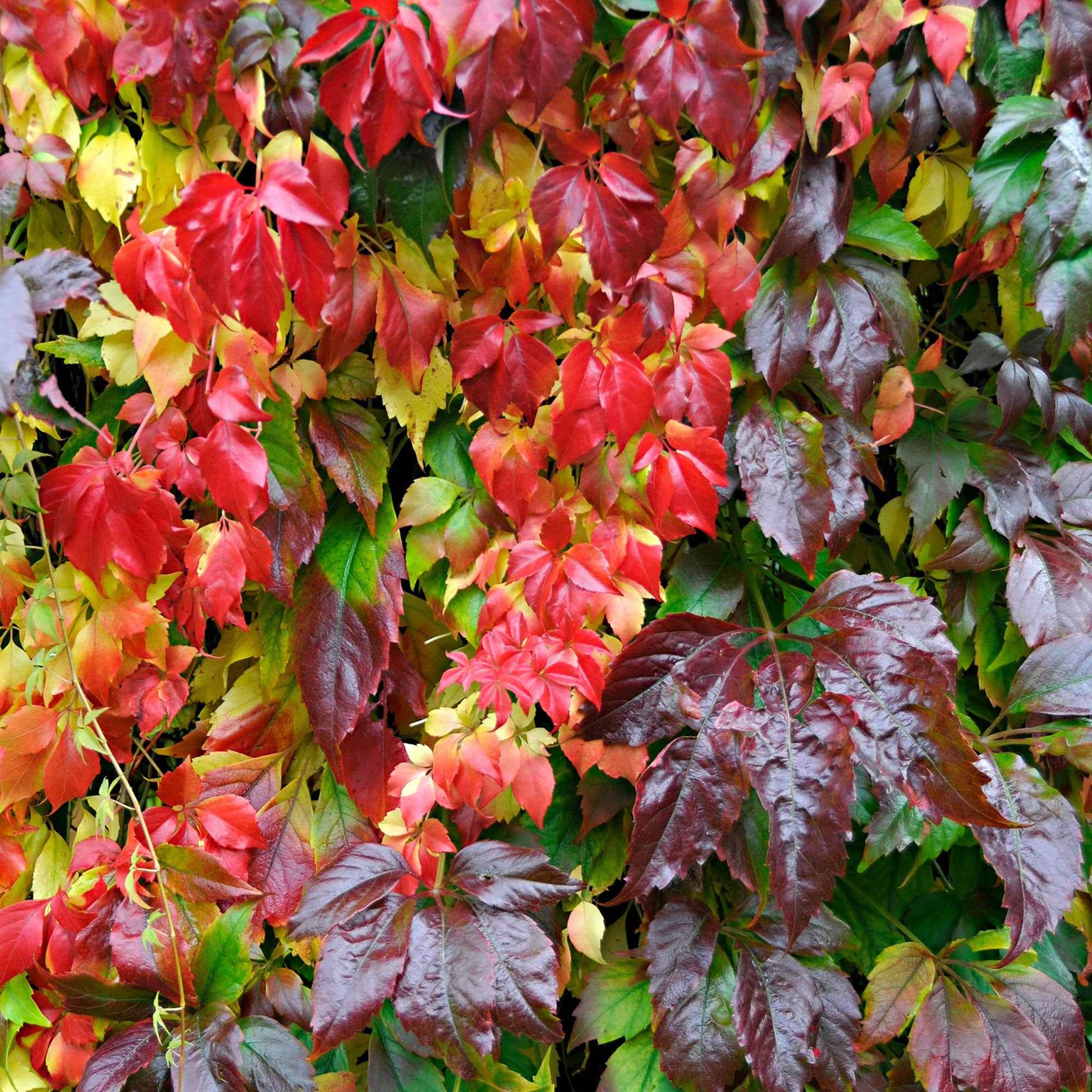 Vigne vierge Parthenocissus 'Engelmannii' rouge - Arbustes