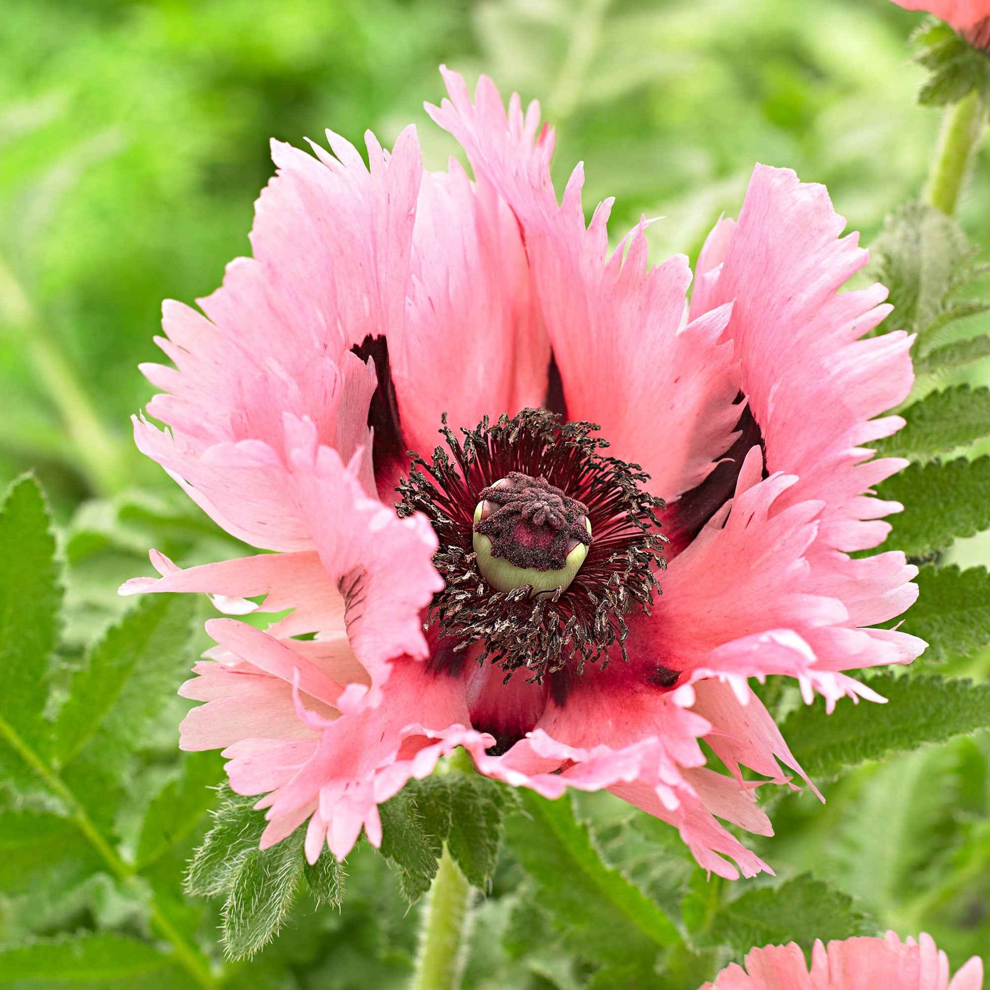 2x Pavot d'Orient Papaver 'Pink Perfection' rose - Plants à racines nues - Plantes de bordure