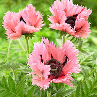 2x Pavot d'Orient Papaver 'Pink Perfection' rose - Plants à racines nues - Pour bouquets