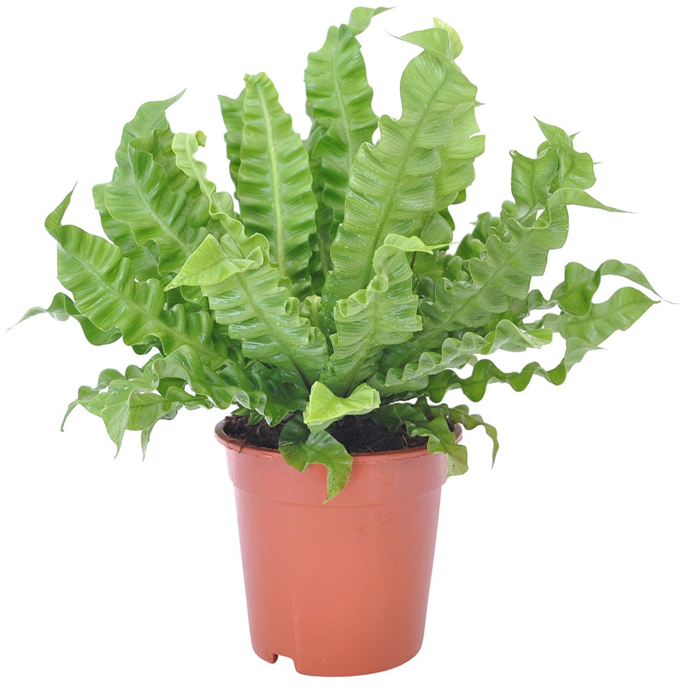 Asplenium nidus crispy wave - Asplénie nid-d'oiseau Asplenium 'Crispy Wave' - Plantes vertes d'intérieur