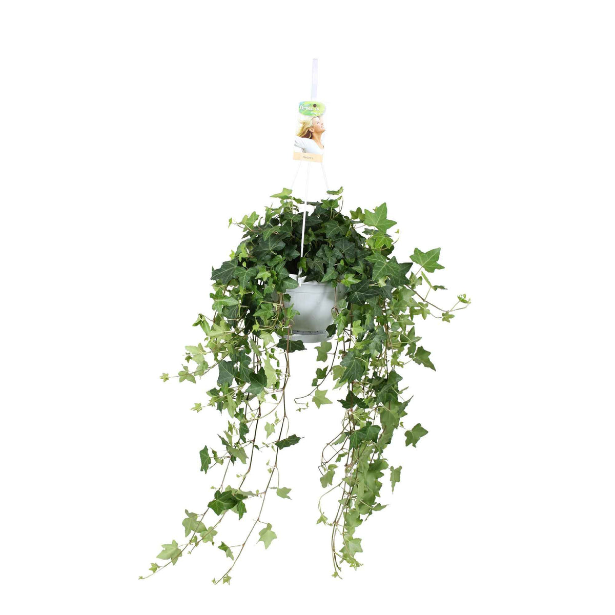 Hedera helix Pittsburgh - Lierre grimpant Hedera 'Pittsburgh'  - Plante suspendue - Lierre