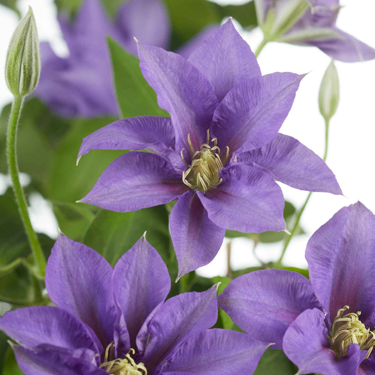 Clématite 'Olympia' - Clematis 'olympia' - Bakker