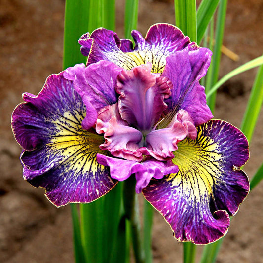 3x Iris de Sibérie 'How Audacious' violet-blanc-jaune - Plants à racines nues - Bulbes d'été