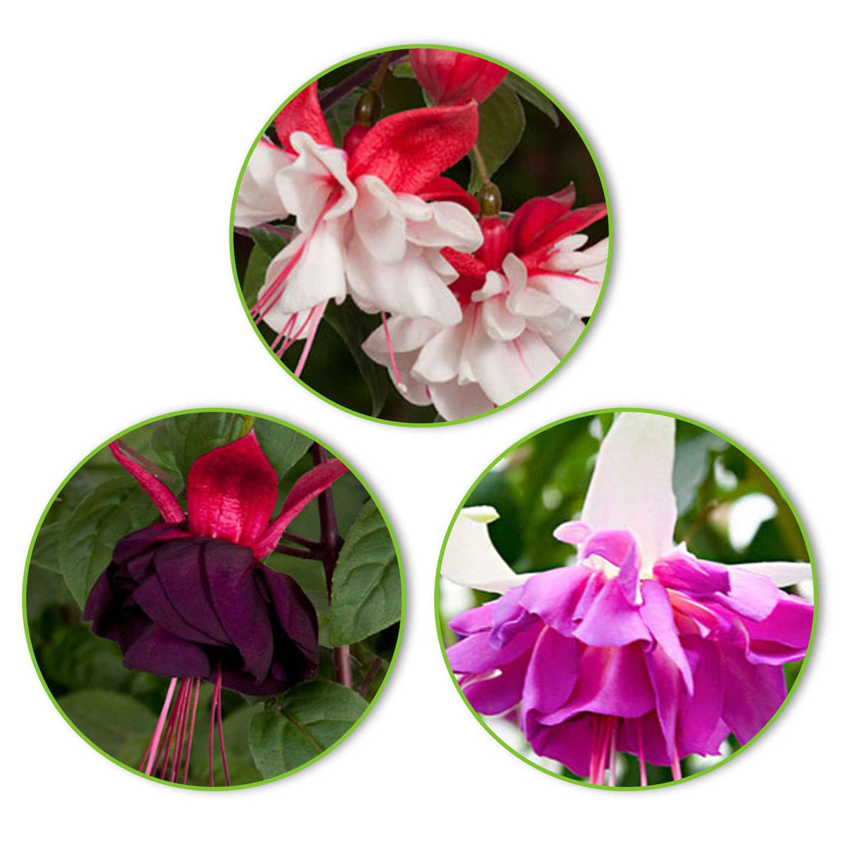 3 Fuchsias Bella Rosella, Blue Angel, New Millenium en mélange - Bakker