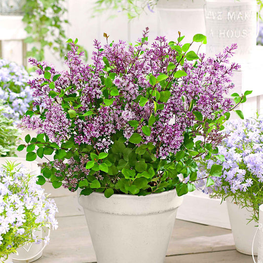 Lilas nain  'Dark Purple' - Bakker