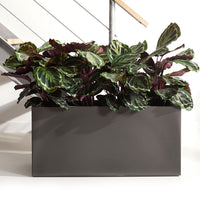 Calathea 'Medaillon' XL - Bakker