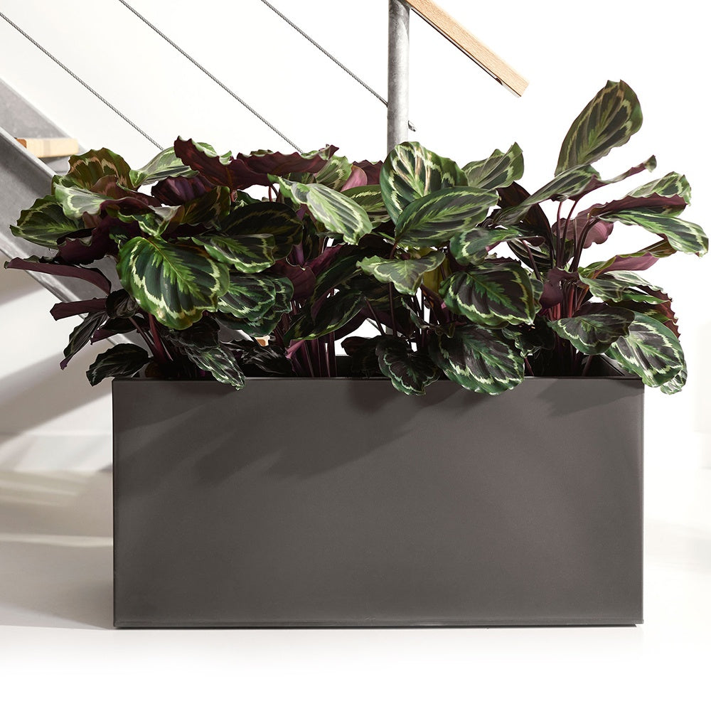Calathea 'Medaillon' XL - Bakker