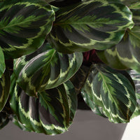 Calathea - Calathea 'Medaillon' XL - Calathea medaillon