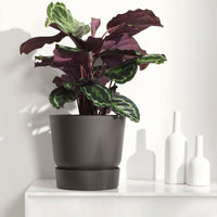 Calathea medaillon - Calathea 'Medaillon' XL - Calathea