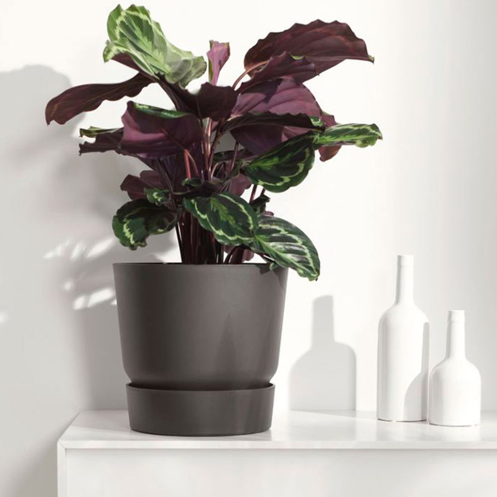 Calathea 'Medaillon' XL - Calathea medaillon - Bakker