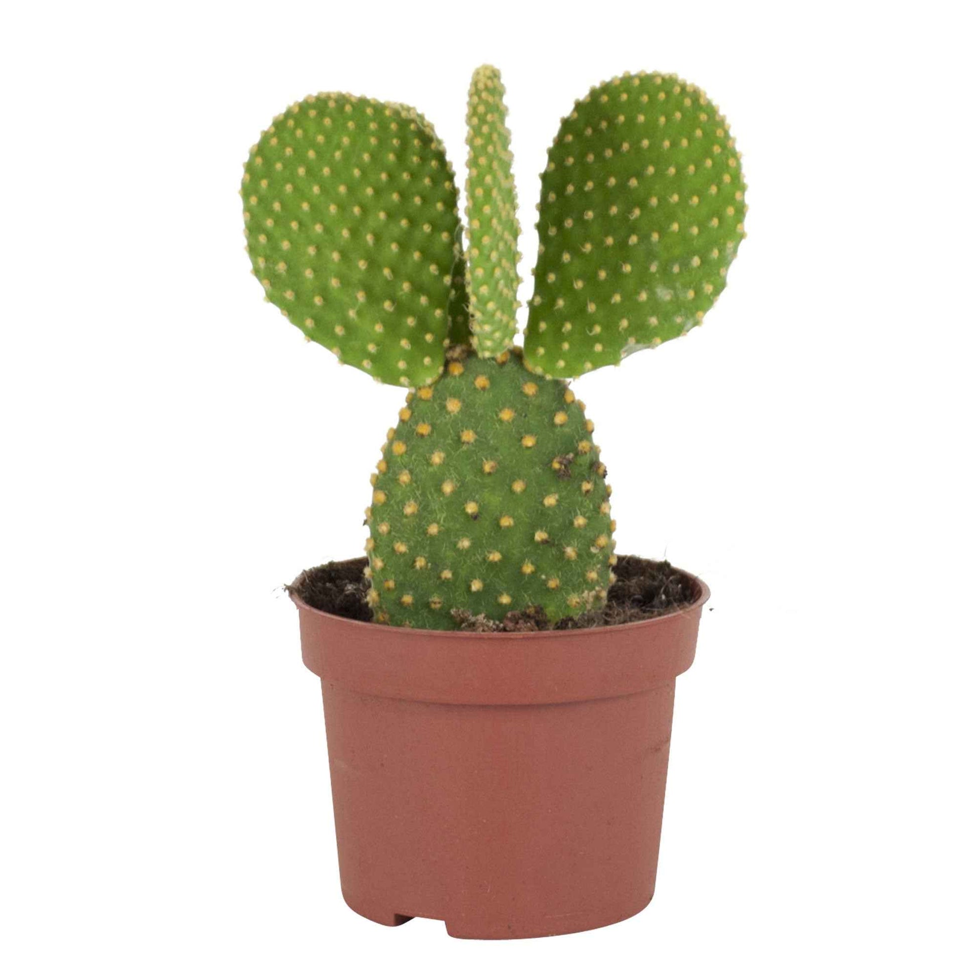Cactus raquettes Opuntia microdays - 1x hauteur de livraison 20-28 cm, pot de Diamètre 12 cm - Cactus - undefined