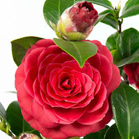 Camélia Camellia japonica 'Black Lace' rouge - Arbustes fleuris