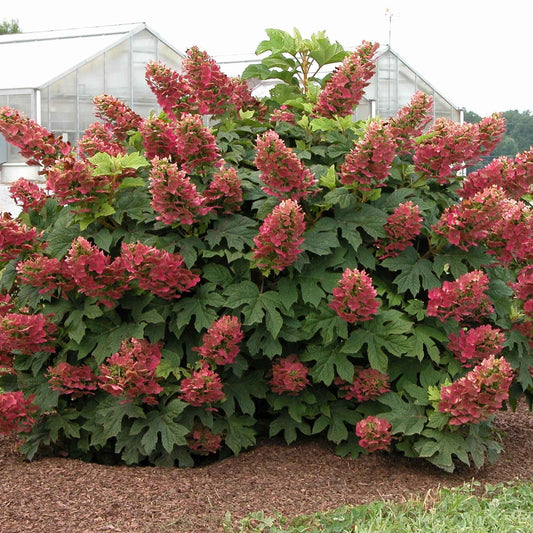 Hortensia Hydrangea 'Ruby Slippers'® Rouge-Rose - Arbustes