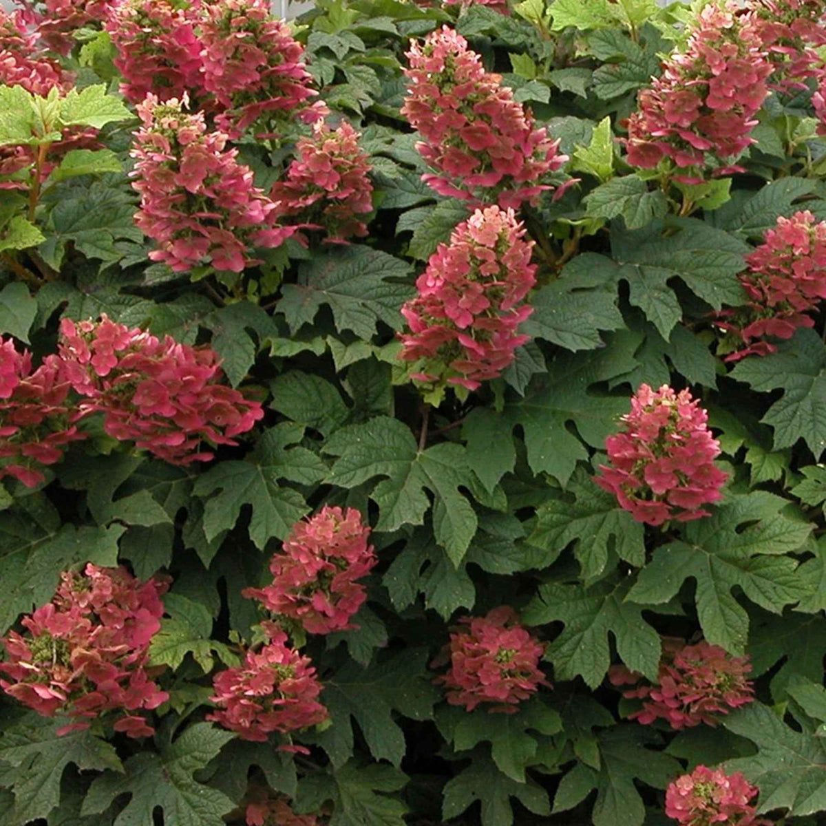 Hortensia à feuilles de chêne 'Ruby Slippers'® - Hydrangea quercifolia ruby slippers'® - Bakker