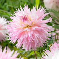Dahlia fimbriata 'nadia ruth' - 3 Dahlias cactus dentelle Nadia Ruth - Bulbes de Dahlia