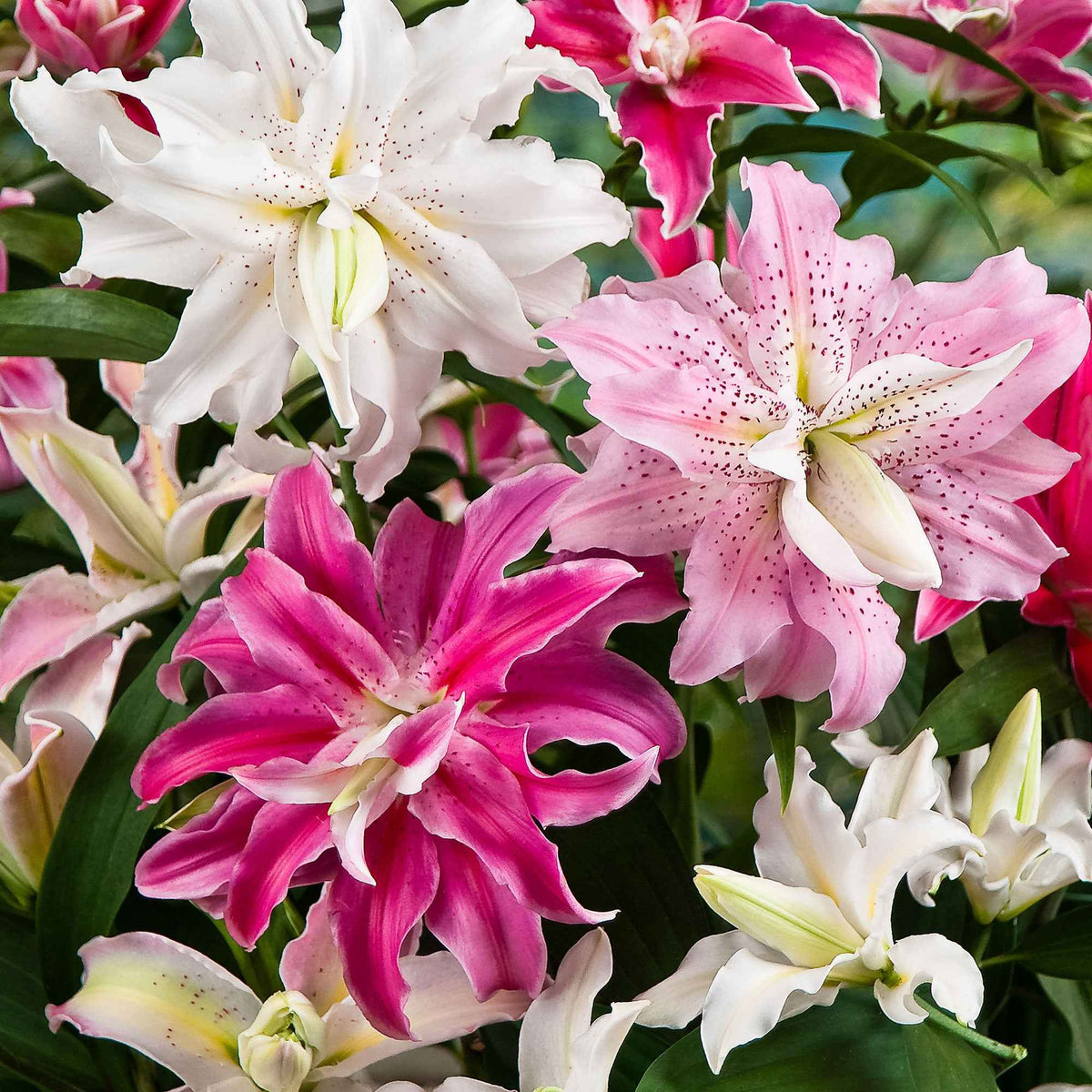 3 Lis à fleurs doubles The Roses en mélange - Bakker