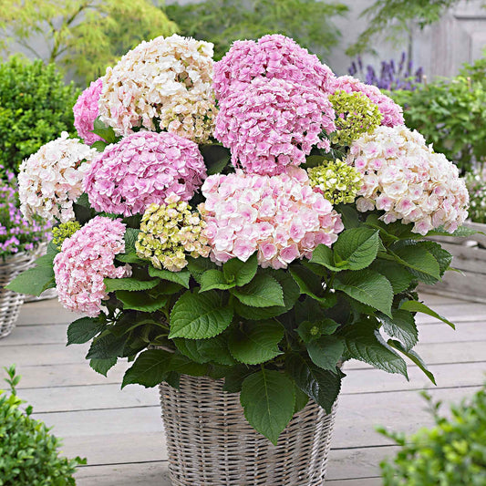 Hortensia Hydrangea 'Doppio Nuvola' Rose - Arbustes