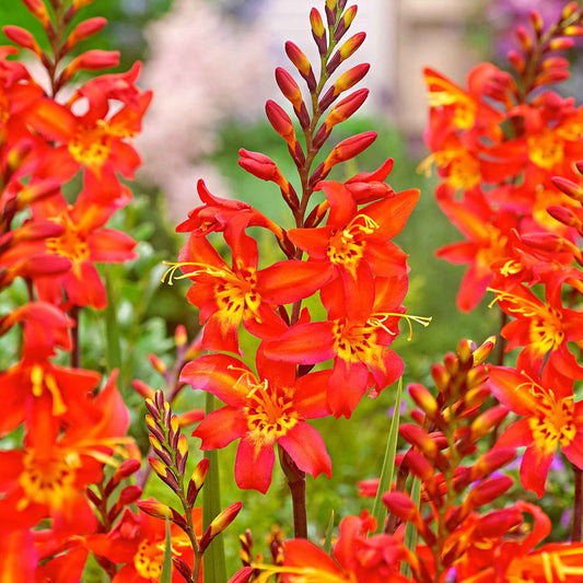 10 Crocosmia Prince of Orange - Bakker