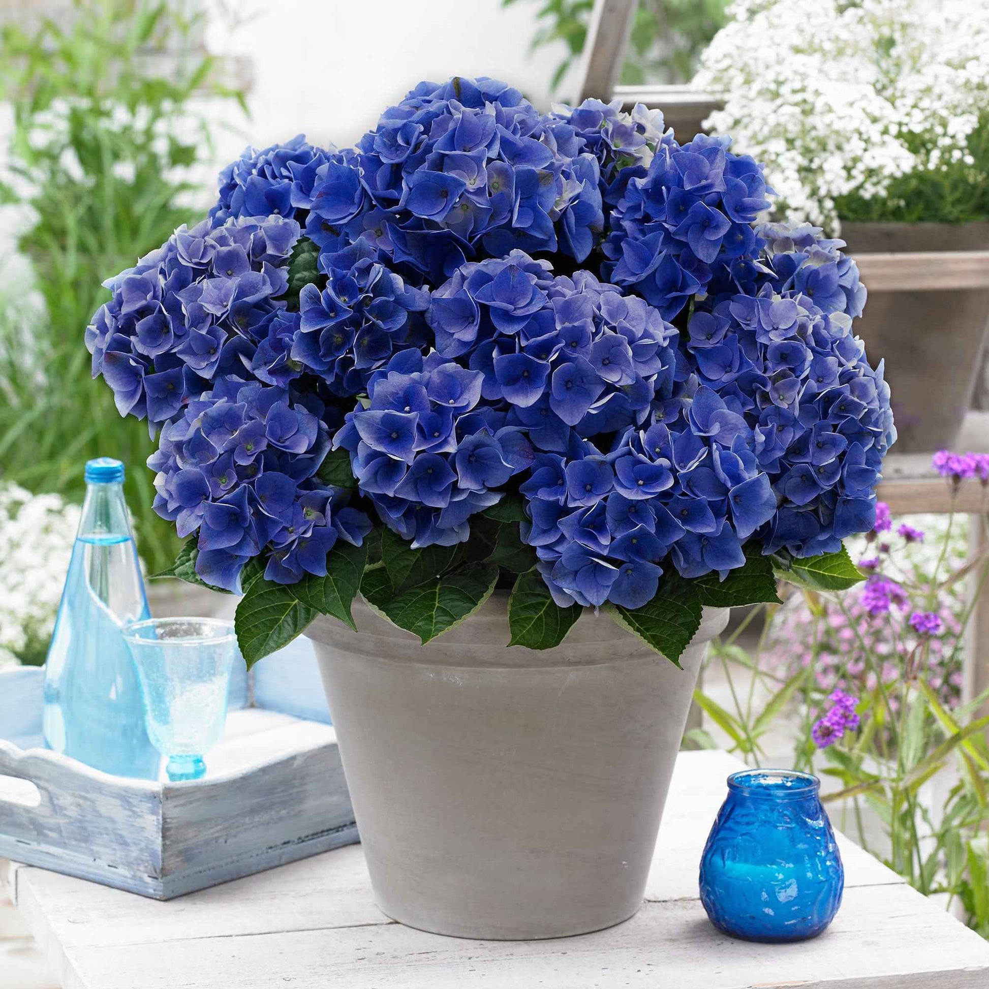 Hortensia Hydrangea 'Blue Boogie Woogie'® Bleu - Arbustes
