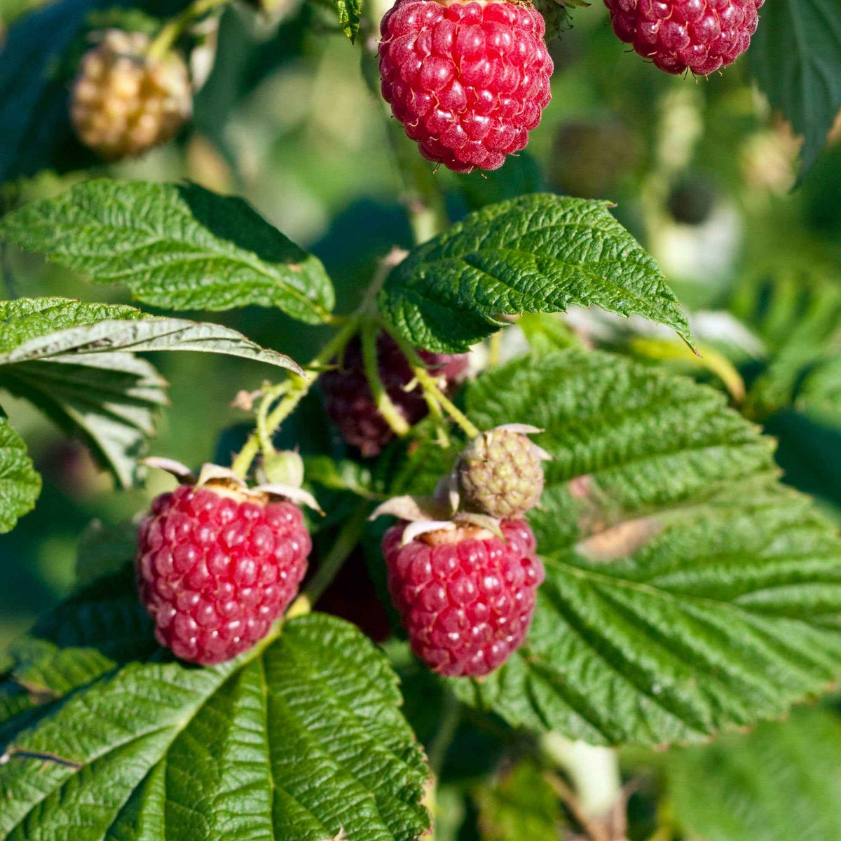 Framboisier nain  'Sweet Sister' - Bakker