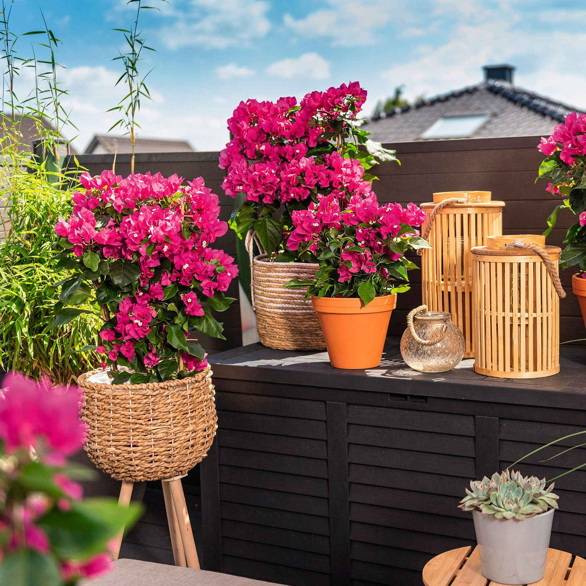 Bougainvillier 'Vera Deep Purple' - Bakker