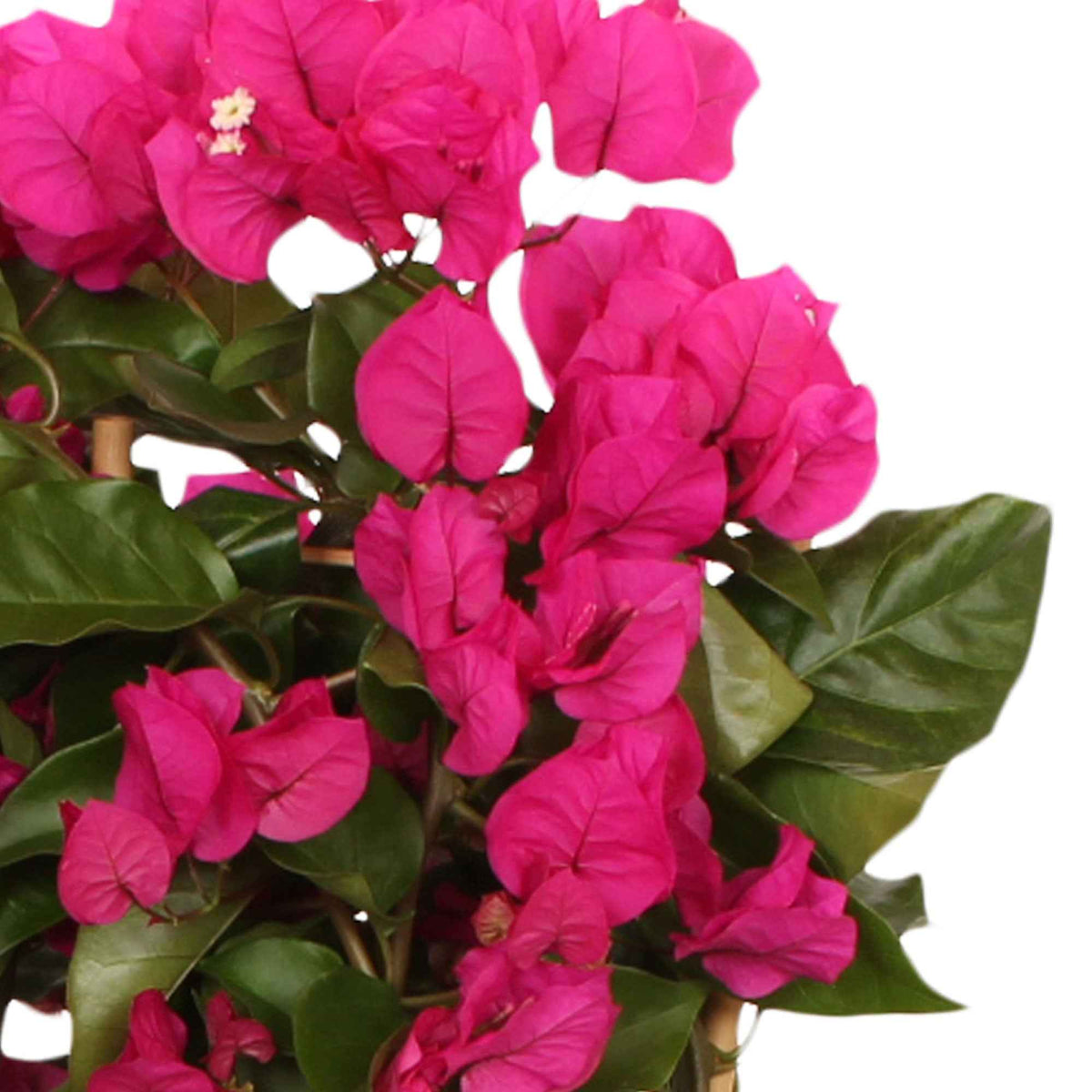 Bougainvillea spectabilis 'vera deep purple' - Bougainvillier 'Vera Deep Purple' - Bougainvillier