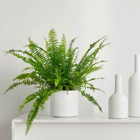 Fougère de Boston - Bakker