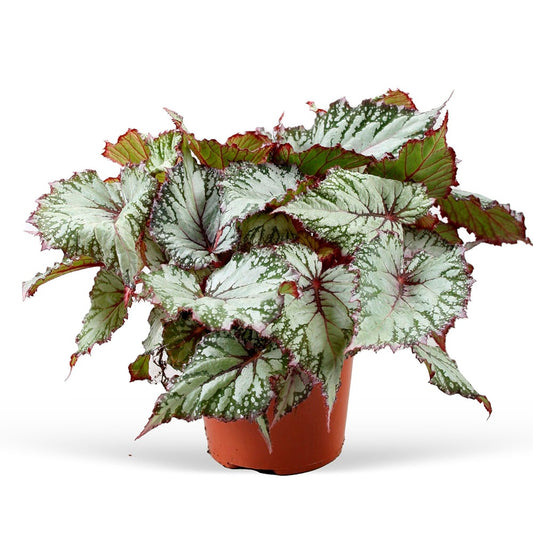 Bégonia Begonia 'Asian Tundra' - Bakker