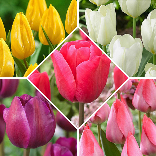 50x Bulbes de tulipe – mélange - Bulbes de fleurs populaires