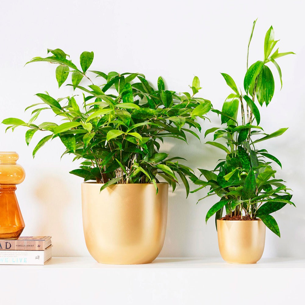 Dragonnier Dracaena surculosa - Dracaena surculosa - Bakker