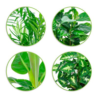4x Plantes d'intérieur tropicales - Mélange 'Fresh' - Lots de plantes