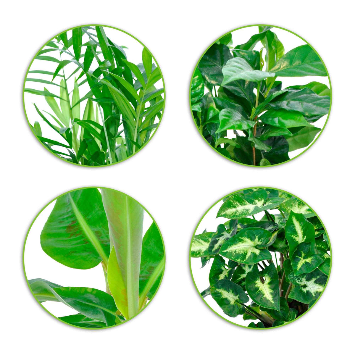Collection de 4 plantes d'intérieur tropicales - Chamaedorea elegans, Arum syngonium, Musa, Coffea arabica - Bakker