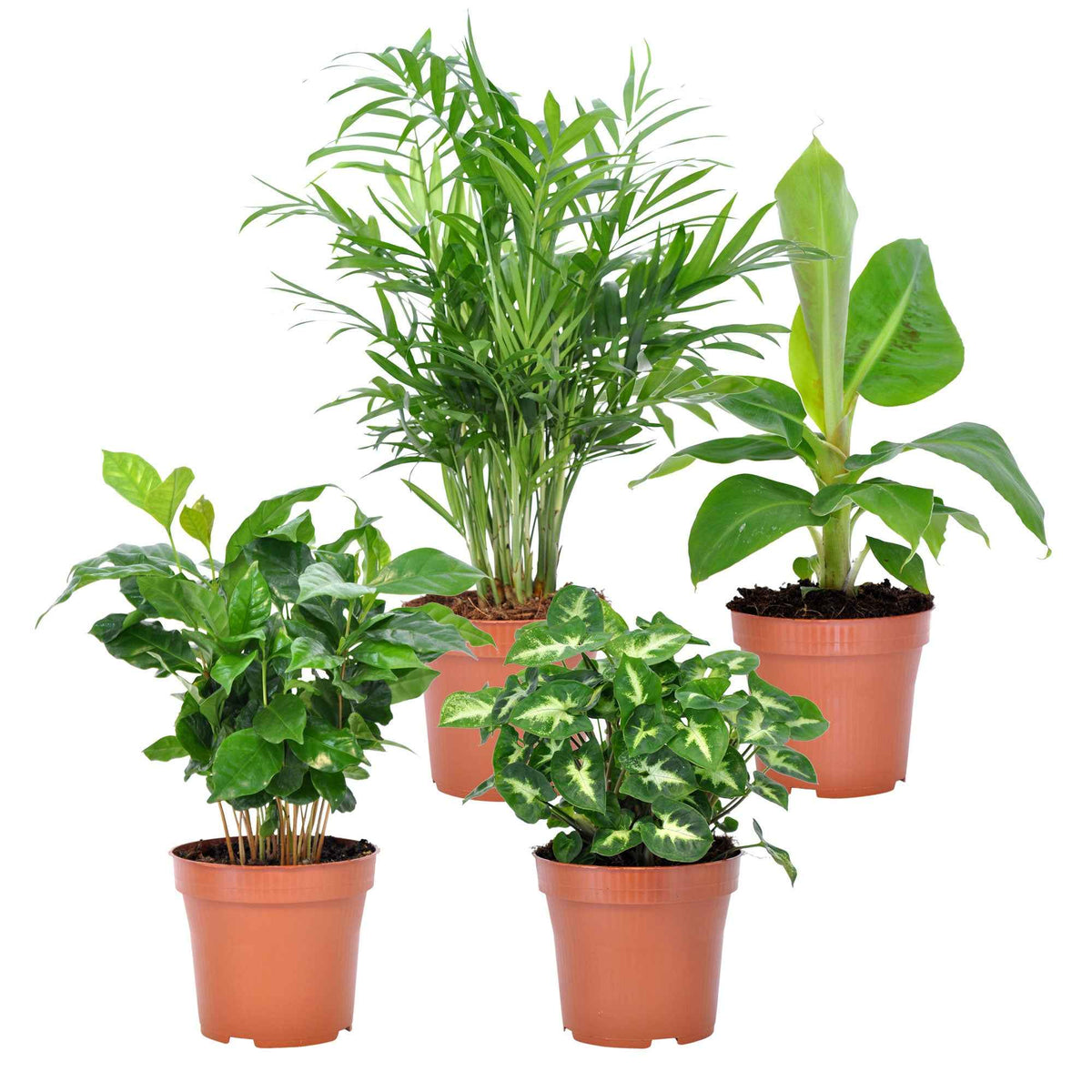Collection de 4 plantes d'intérieur tropicales - Bakker