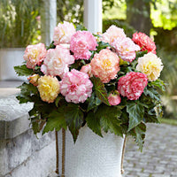 5x Bégonia - Mélange 'Samba' Rose-Jaune-Blanc - Bulbes de fleurs pour la terrasse et le balcon