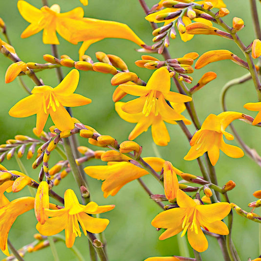 20x Montbretia 'Sunglow' jaune - Tous les bulbes de fleurs